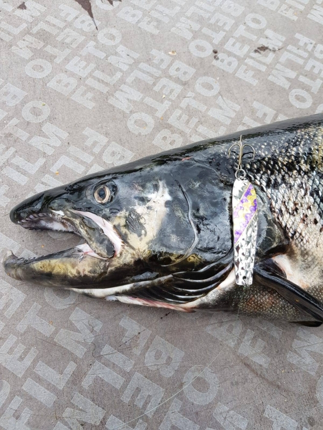 Tintti-Uistimen galleria