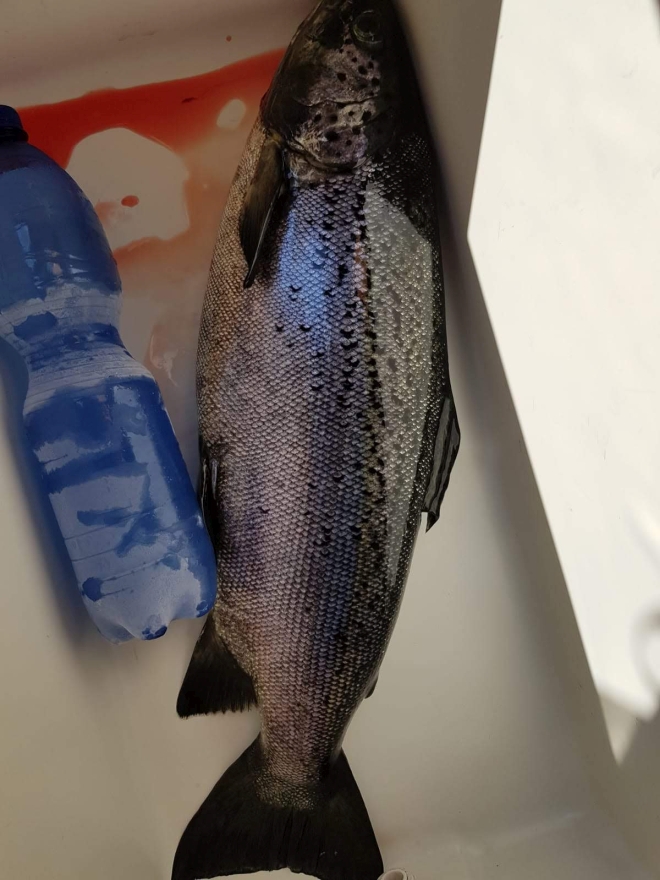 Tintti-Uistimen galleria