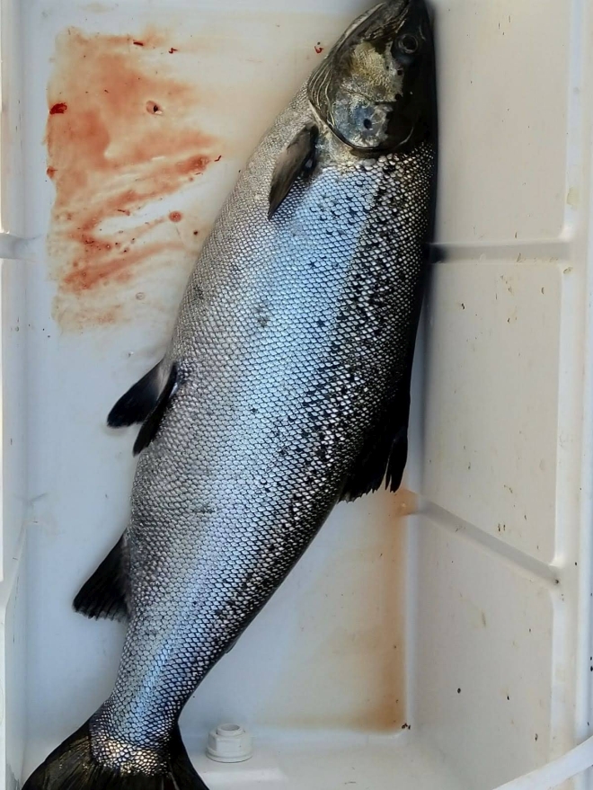 Tintti-Uistimen galleria