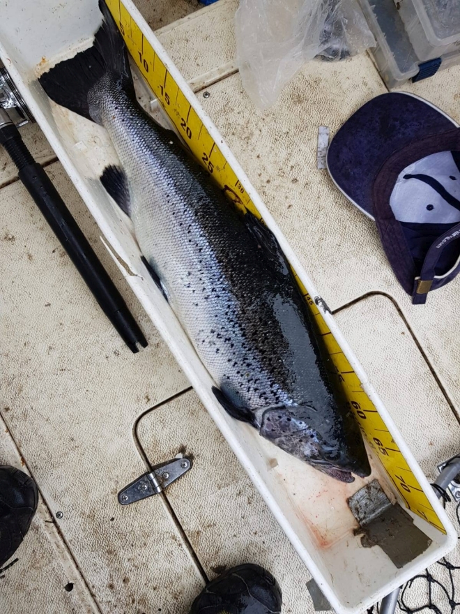 Tintti-Uistimen galleria