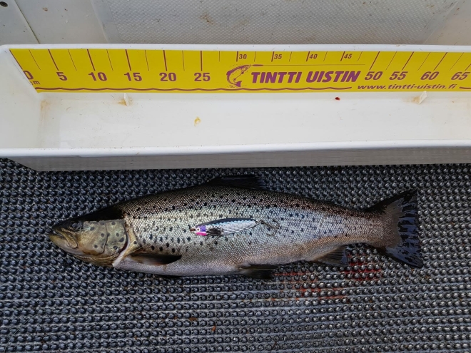 Tintti-Uistimen galleria