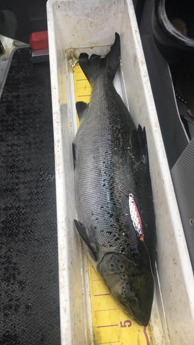 Tintti-Uistimen galleria