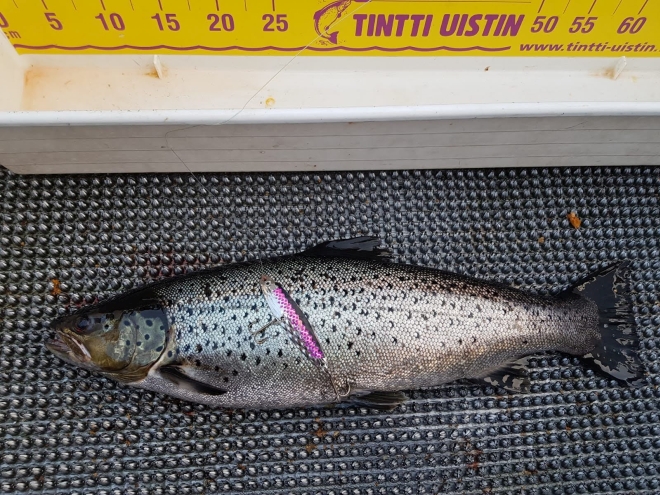 Tintti-Uistimen galleria