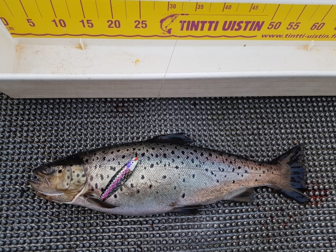 Tintti-Uistimen galleria