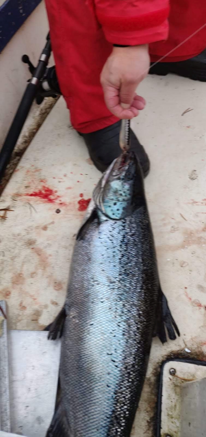 Tintti-Uistimen galleria