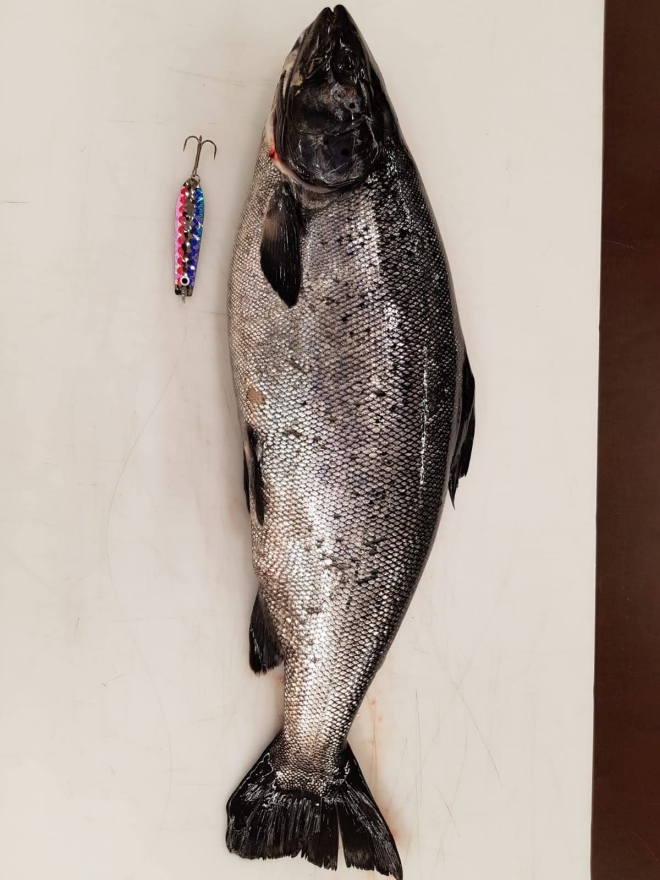 Tintti-Uistimen galleria