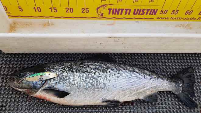 Tintti-Uistimen galleria