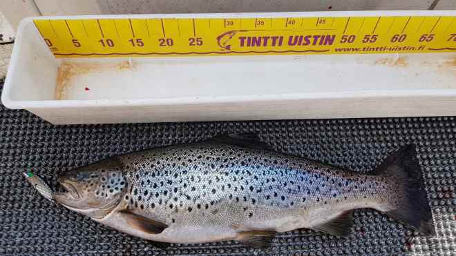 Tintti-Uistimen galleria