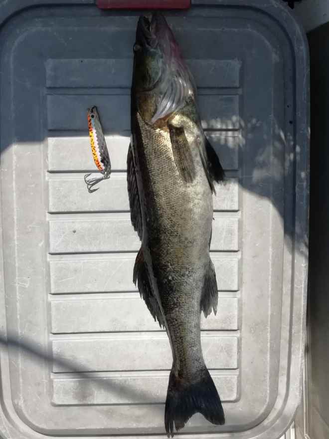 Tintti-Uistimen galleria