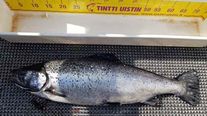 Tintti-Uistimen galleria