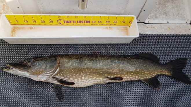 Tintti-Uistimen galleria