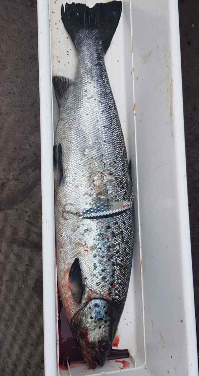 Tintti-Uistimen galleria