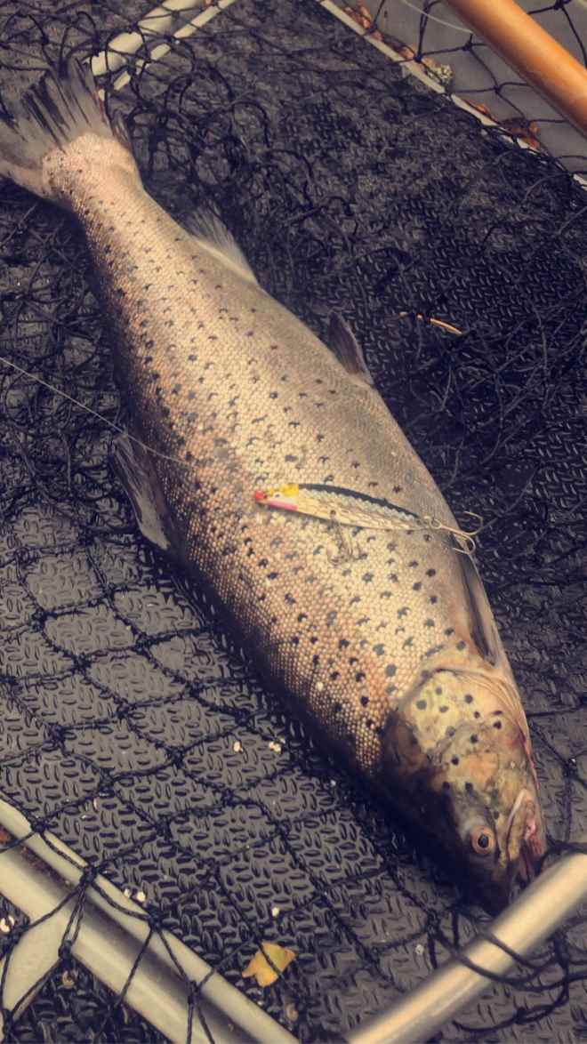 Tintti-Uistimen galleria