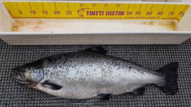 Tintti-Uistimen galleria